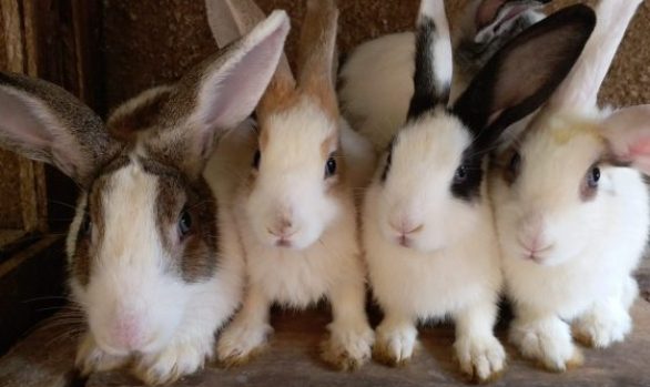 rabbit Uganda project